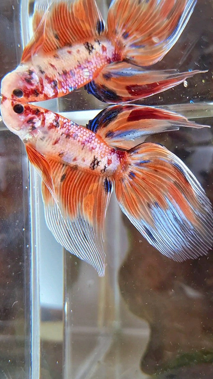 VEILTAIL ORANGE NEMO TIGER MULTICOLOR BETTA FISH