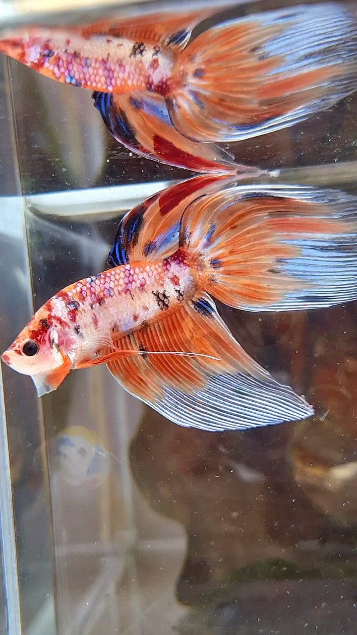 VEILTAIL ORANGE NEMO TIGER MULTICOLOR BETTA FISH