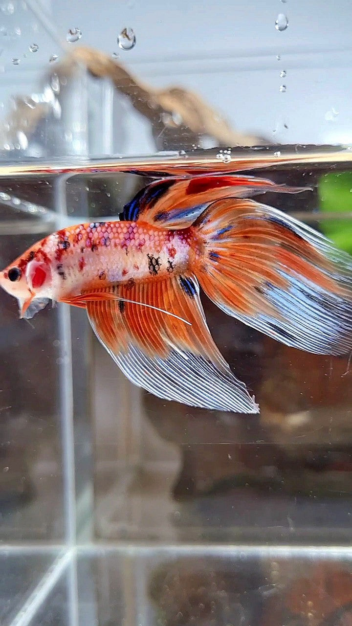 VEILTAIL ORANGE NEMO TIGER MULTICOLOR BETTA FISH