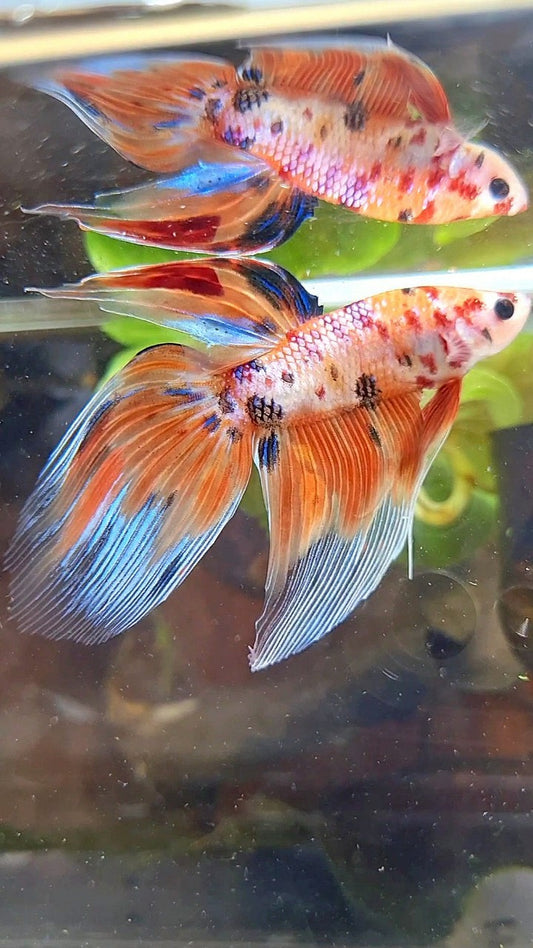 VEILTAIL ORANGE NEMO TIGER MULTICOLOR BETTA FISH