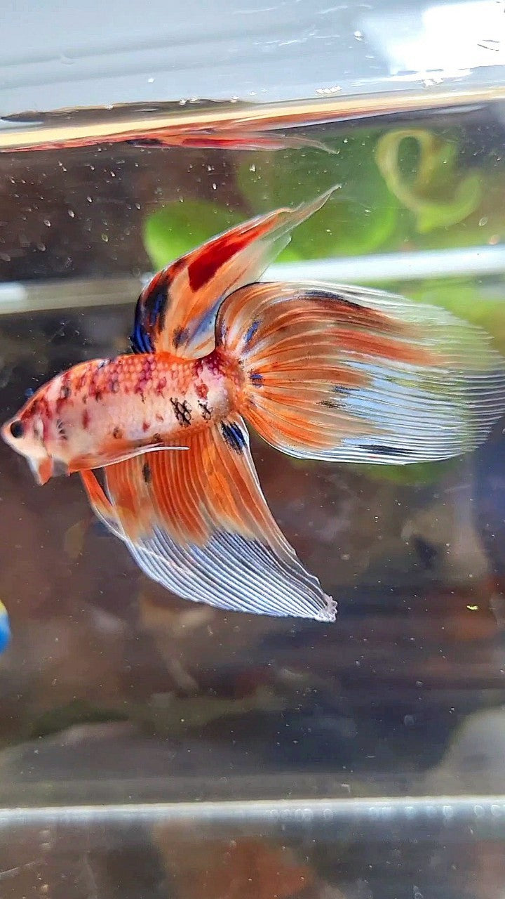 VEILTAIL ORANGE NEMO TIGER MULTICOLOR BETTA FISH