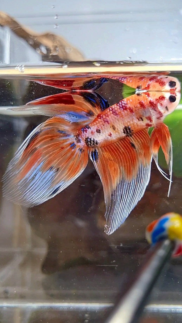 VEILTAIL ORANGE NEMO TIGER MULTICOLOR BETTA FISH
