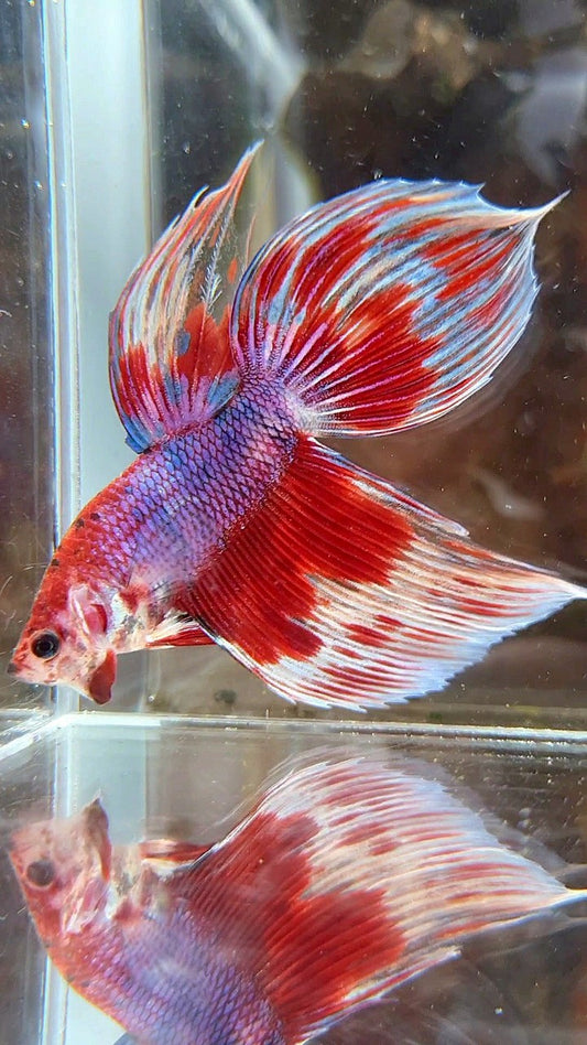 VEILTAIL RED PURPLE CANDY PATTERN AOC MULTICOLOR BETTA FISH
