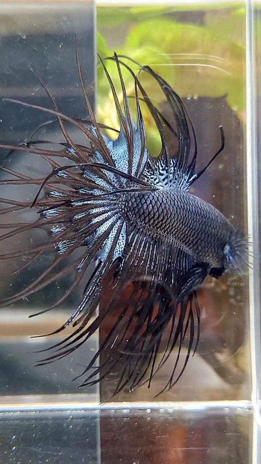 CROWNTAIL BLACK ORCHID BETTA FISH