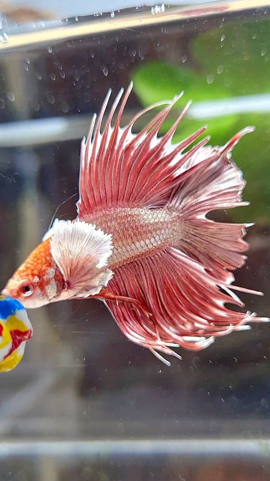 HALFMOON CROWNTAIL DUMBO EAR DOUBLE TAIL ROSEGOLD BETTA FISH