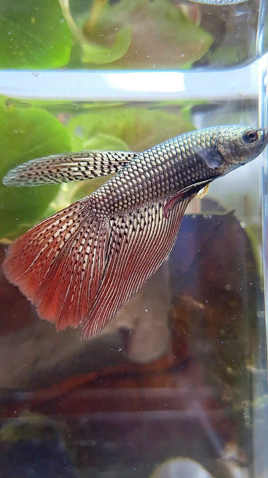 LONGFIN ALIEN COPPER HYBRID WILD BETTA FISH