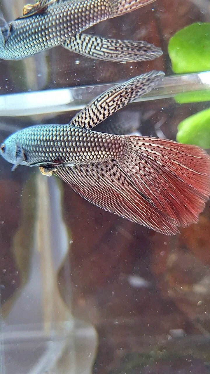 LONGFIN ALIEN COPPER HYBRID WILD BETTA FISH