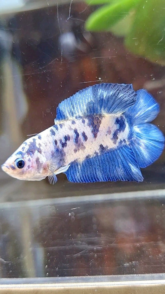 PLAKAT DOUBLE TAIL BLUE SUPER DOTS MARBLE BETTA FISH