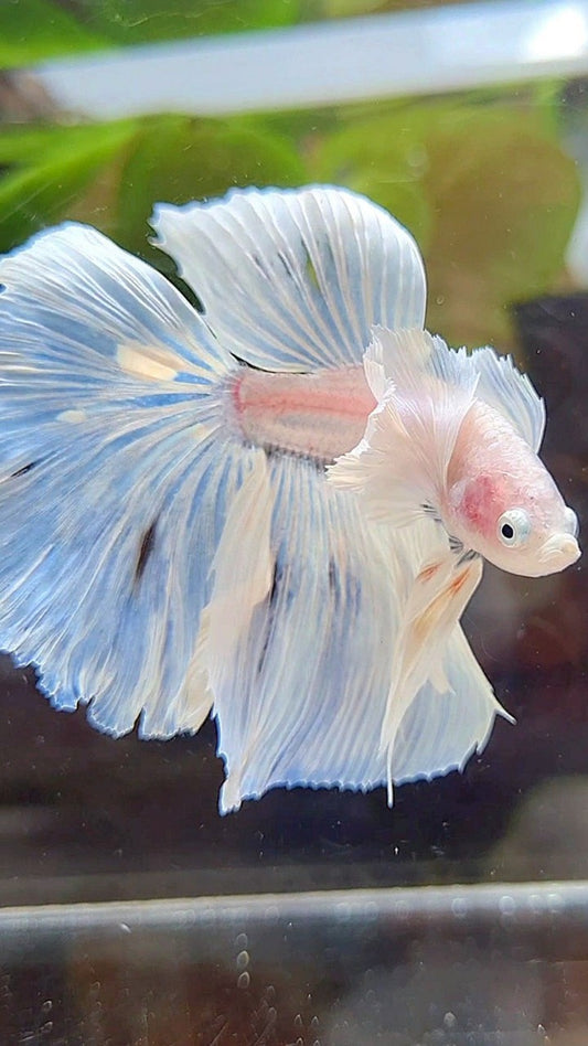 HALFMOON DUMBO EAR ROSETAIL WHITE OPAQUE BETTA FISH