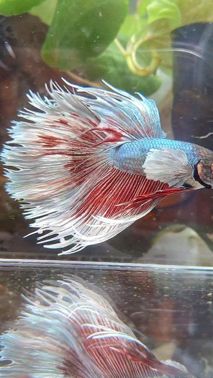 CROWNTAIL DUMBO EAR COPPER BETTA FISH