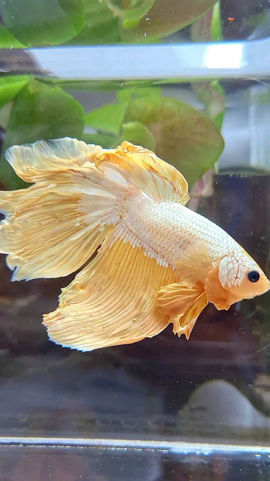 HALFMOON ROSETAIL YELLOW DRAGON BETTA FISH