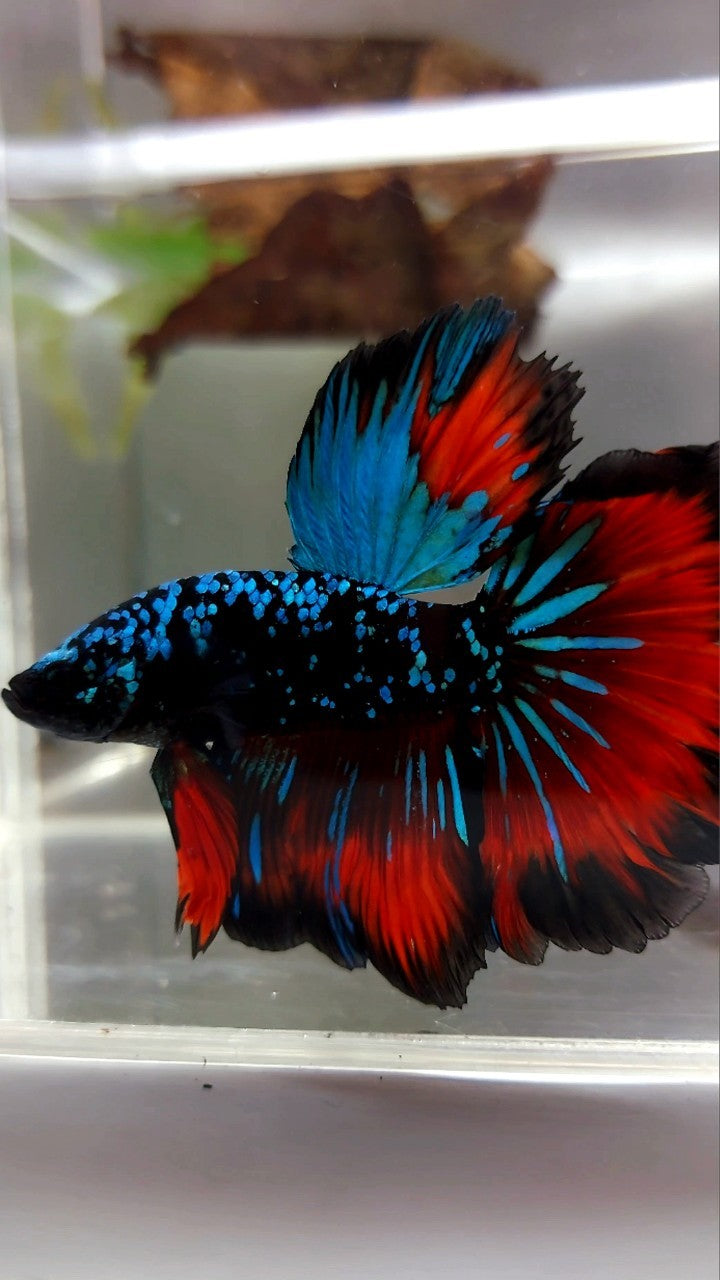 HALFMOON ROSETAIL GREEN-BLUE BLACK STAR GALAXY AVATAR VAMPIRE BETTA FISH