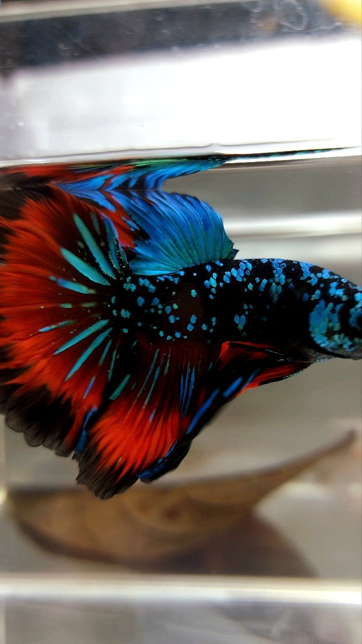 HALFMOON ROSETAIL GRÜN-BLAUER SCHWARZER STERN-GALAXY-AVATAR-VAMPIR-BETTA-FISCH