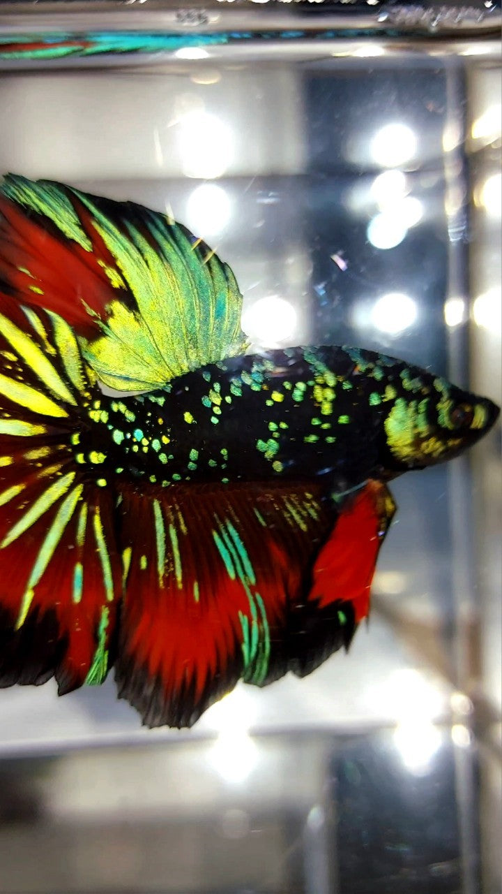 HALFMOON ROSETAIL GREEN-BLUE BLACK STAR GALAXY AVATAR VAMPIRE BETTA FISH