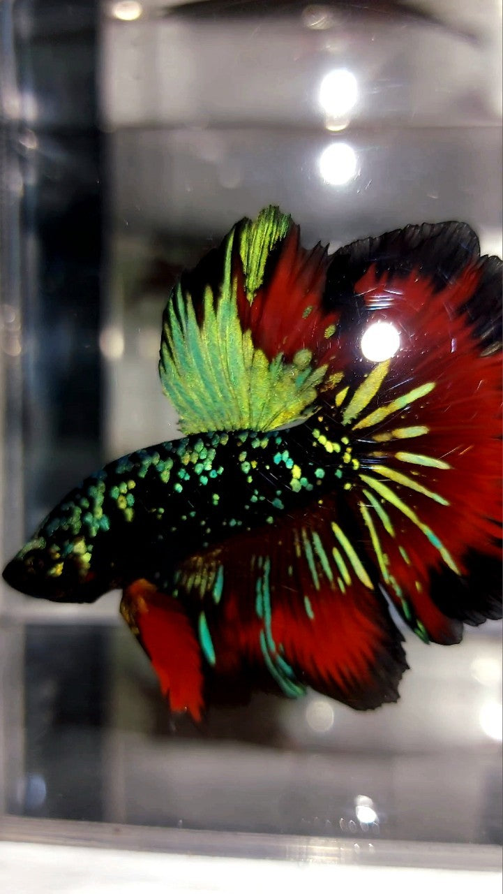 HALFMOON ROSETAIL GRÜN-BLAUER SCHWARZER STERN-GALAXY-AVATAR-VAMPIR-BETTA-FISCH