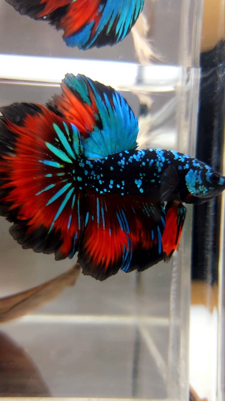 HALFMOON ROSETAIL GREEN-BLUE BLACK STAR GALAXY AVATAR VAMPIRE BETTA FISH