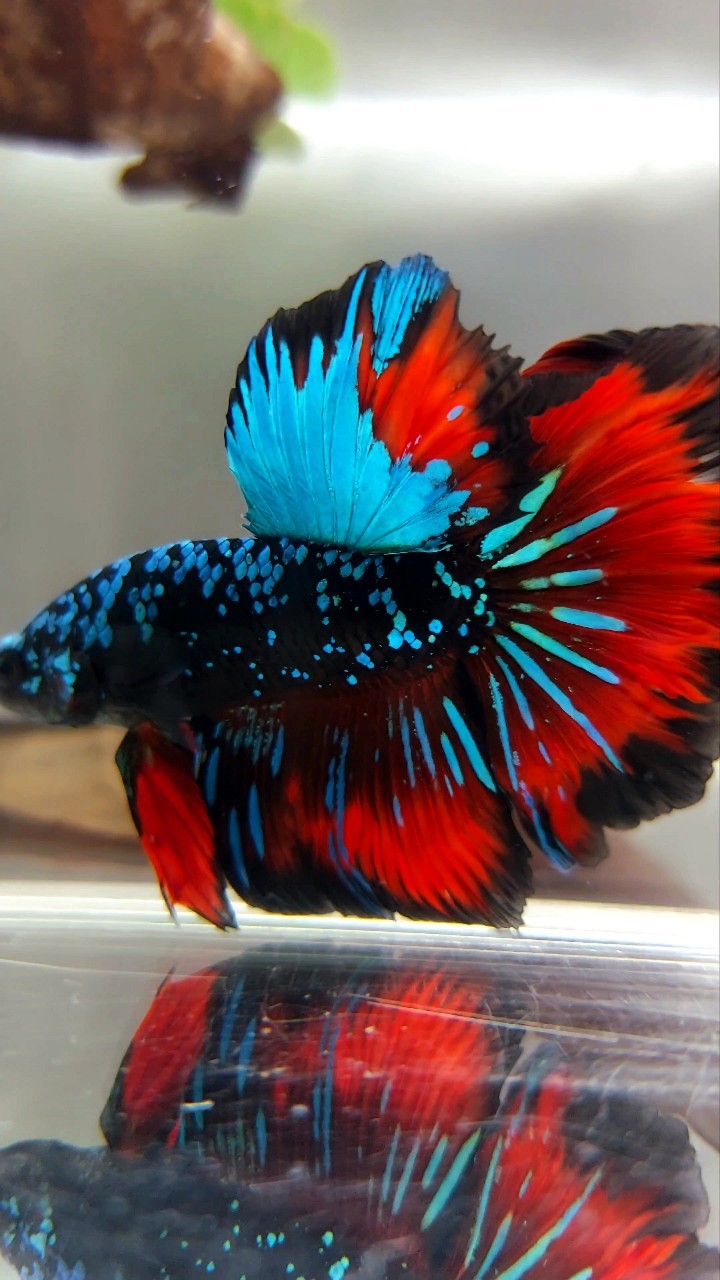 HALFMOON ROSETAIL GRÜN-BLAUER SCHWARZER STERN-GALAXY-AVATAR-VAMPIR-BETTA-FISCH