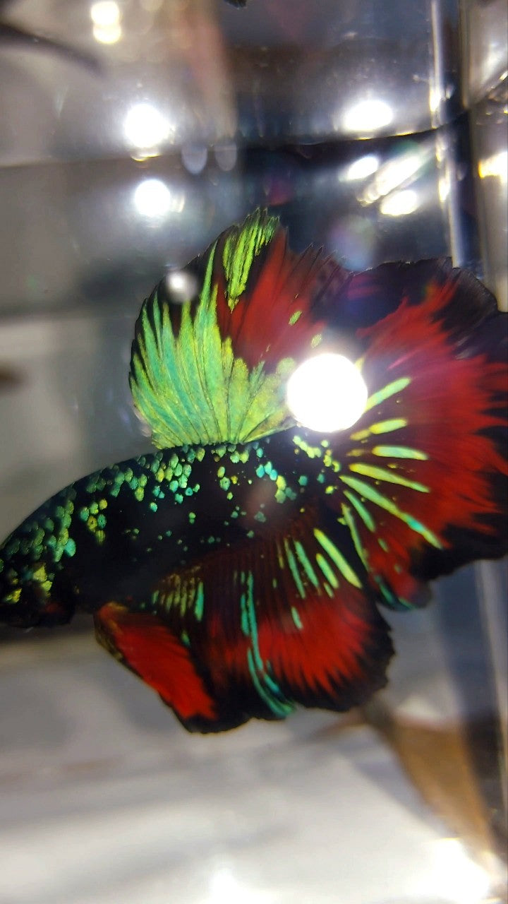 HALFMOON ROSETAIL GREEN-BLUE BLACK STAR GALAXY AVATAR VAMPIRE BETTA FISH