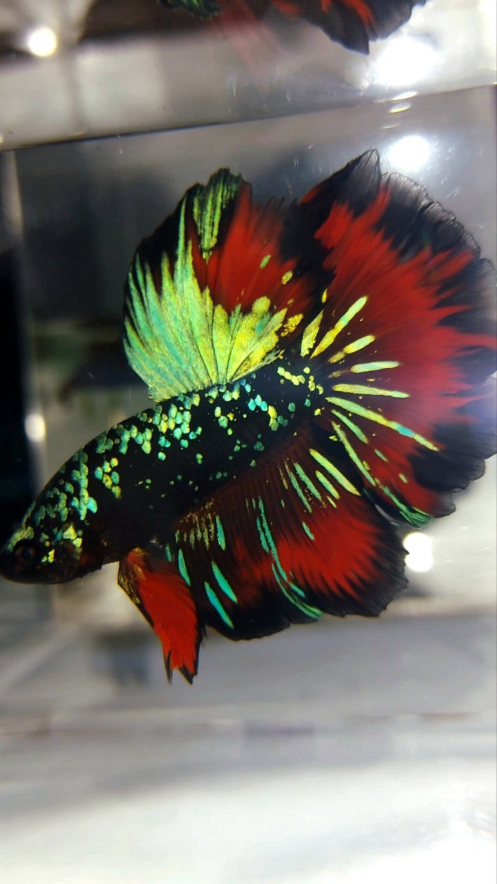 HALFMOON ROSETAIL GRÜN-BLAUER SCHWARZER STERN-GALAXY-AVATAR-VAMPIR-BETTA-FISCH