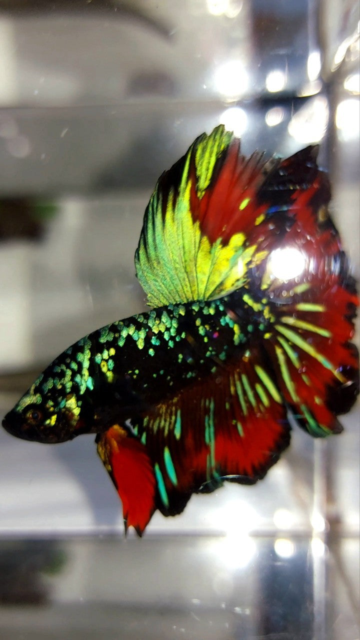 HALFMOON ROSETAIL GREEN-BLUE BLACK STAR GALAXY AVATAR VAMPIRE BETTA FISH