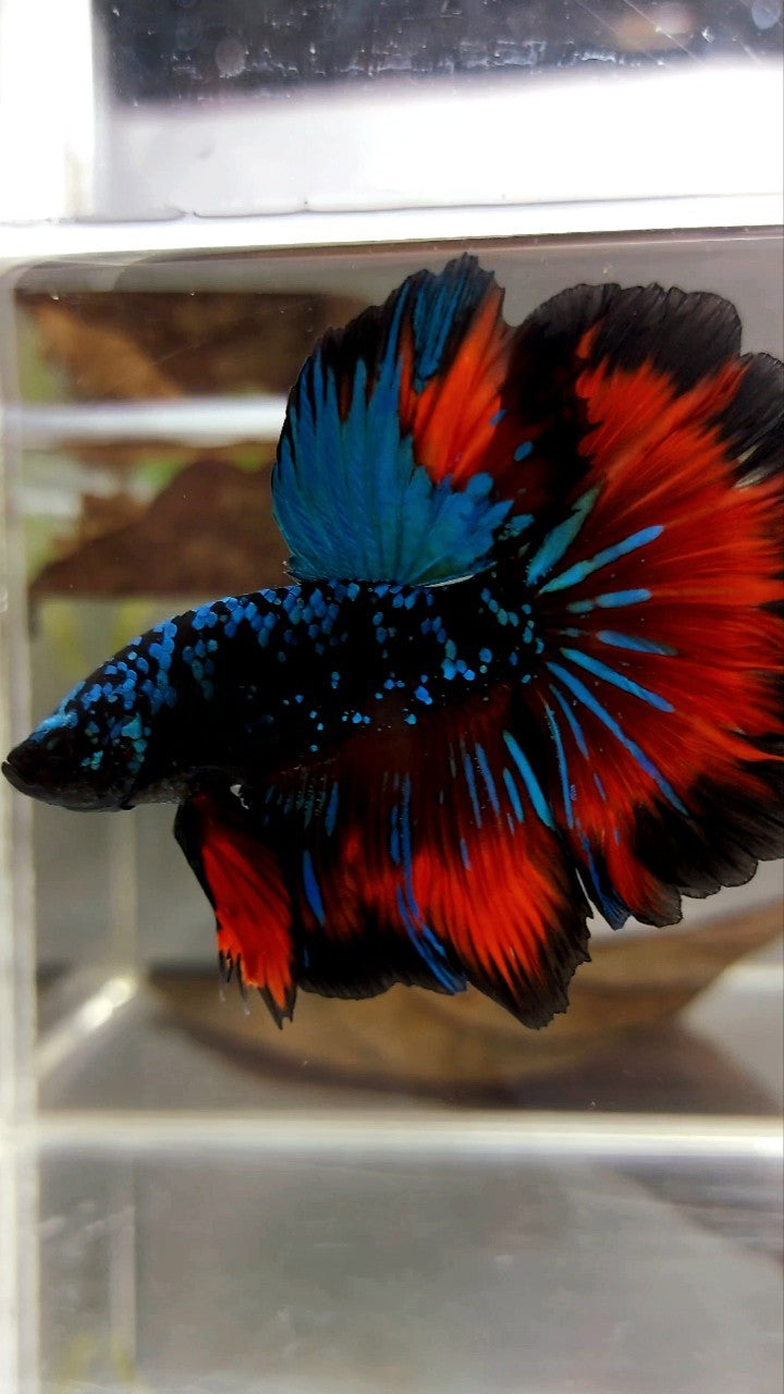 HALFMOON ROSETAIL GREEN-BLUE BLACK STAR GALAXY AVATAR VAMPIRE BETTA FISH