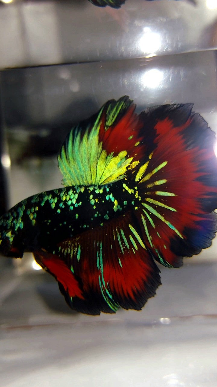 HALFMOON ROSETAIL GREEN-BLUE BLACK STAR GALAXY AVATAR VAMPIRE BETTA FISH