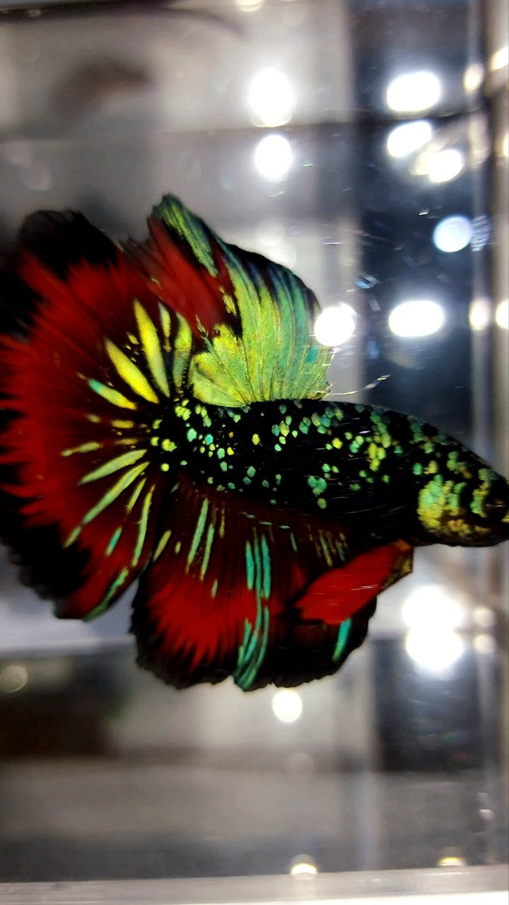 HALFMOON ROSETAIL GRÜN-BLAUER SCHWARZER STERN-GALAXY-AVATAR-VAMPIR-BETTA-FISCH