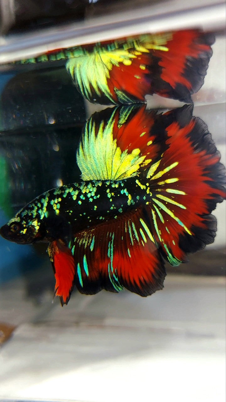 HALFMOON ROSETAIL GREEN-BLUE BLACK STAR GALAXY AVATAR VAMPIRE BETTA FISH