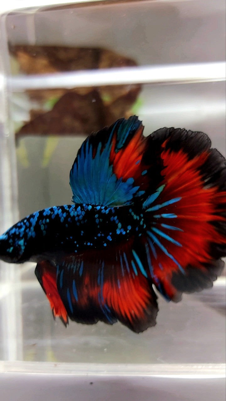 HALFMOON ROSETAIL GRÜN-BLAUER SCHWARZER STERN-GALAXY-AVATAR-VAMPIR-BETTA-FISCH