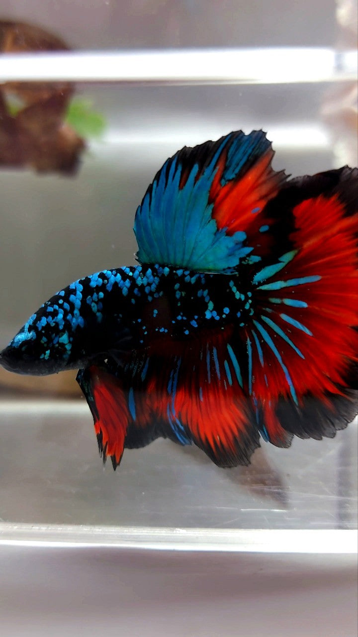 HALFMOON ROSETAIL GREEN-BLUE BLACK STAR GALAXY AVATAR VAMPIRE BETTA FISH