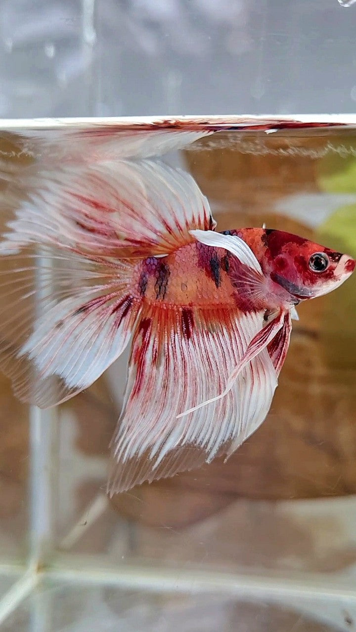 HALFMOON BIG EAR ORANGE KOI MULTICOLOR BETTA FISH