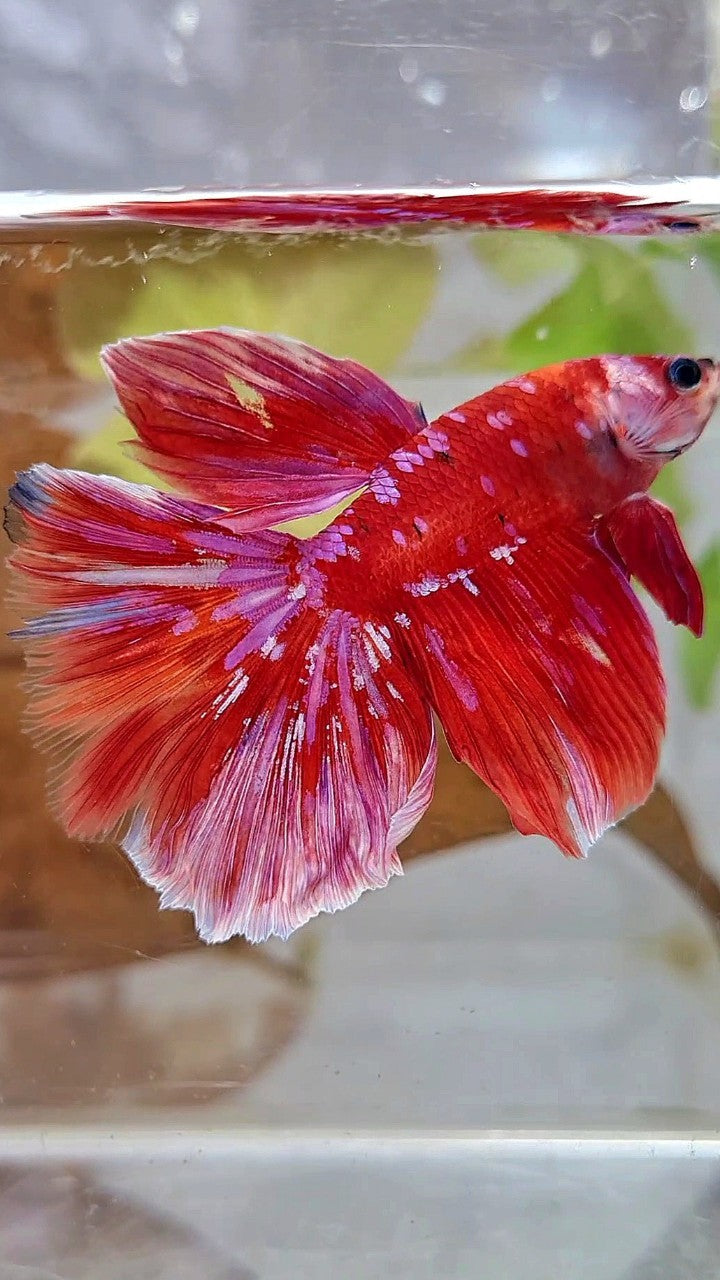 HALFMOON RED PURPLE GALAXY WHITE UNIQUE BETTA FISH