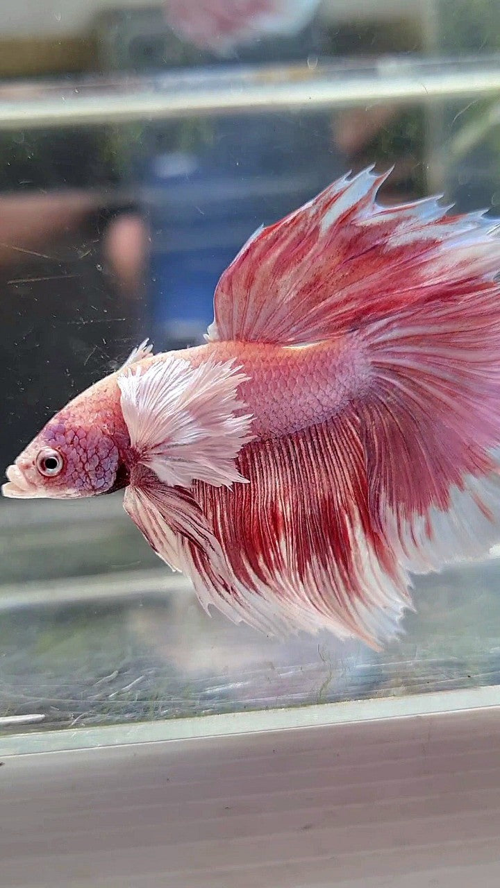 HALFMOON SUPER DUMBO EAR ROSETAIL ROSEGOLD BETTA FISH