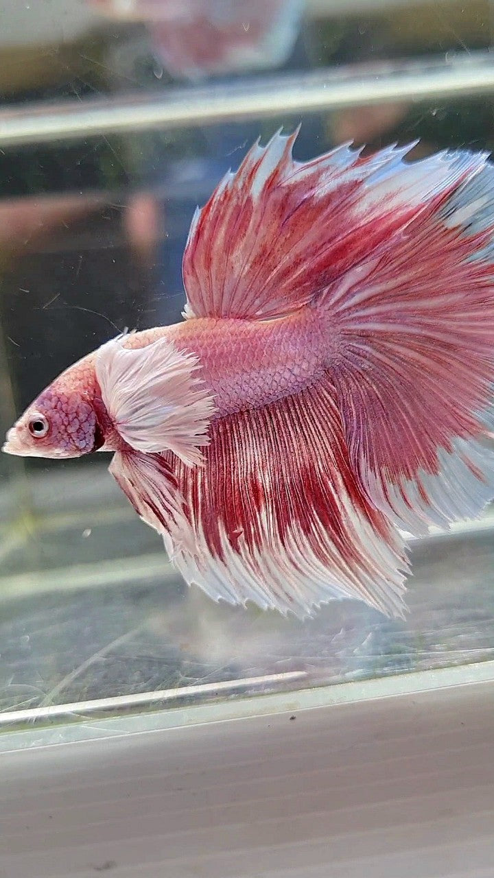 HALFMOON SUPER DUMBO EAR ROSETAIL ROSEGOLD BETTA FISH