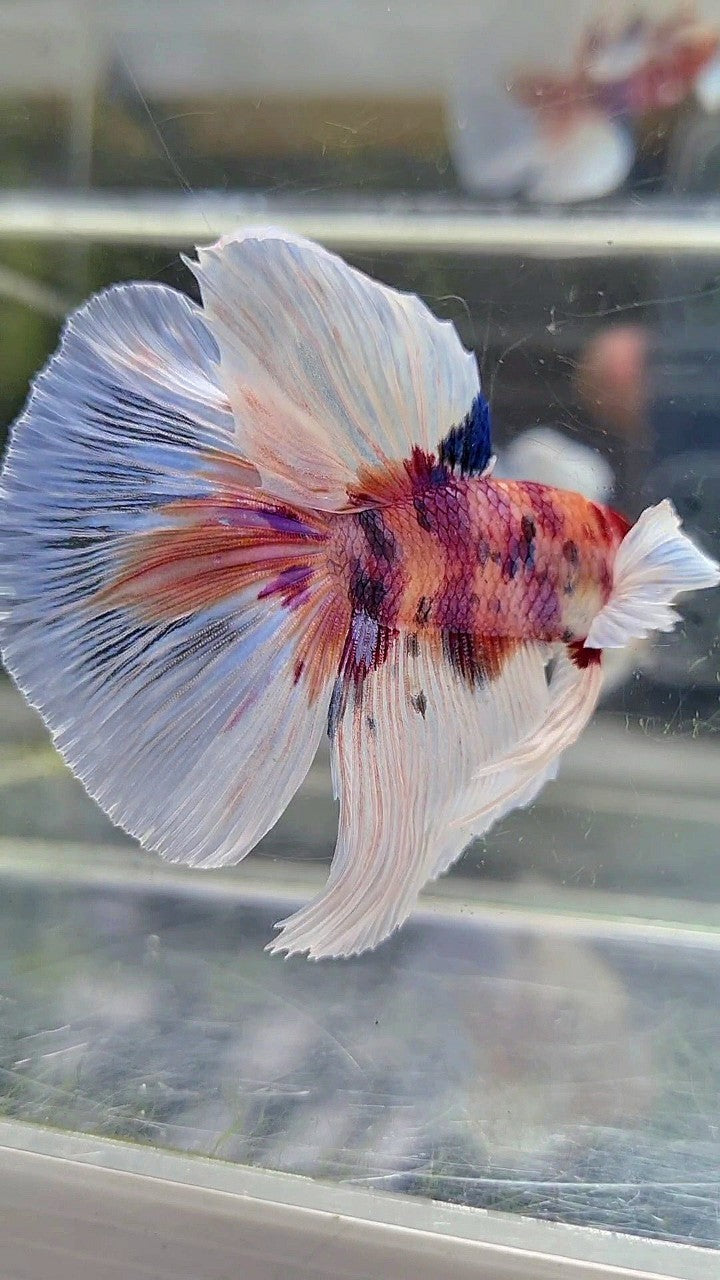 HALFMOON BIG EAR CANDY MULTICOLOR BETTA FISH