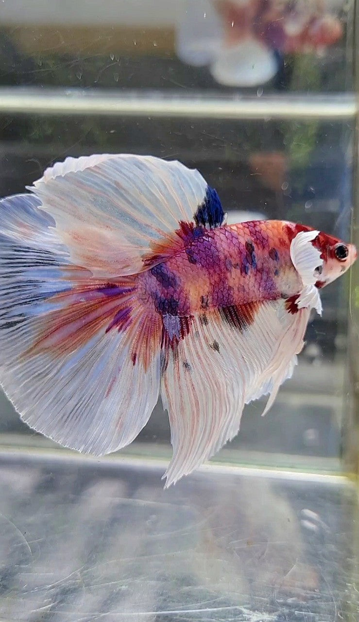 HALFMOON BIG EAR CANDY MULTICOLOR BETTA FISH