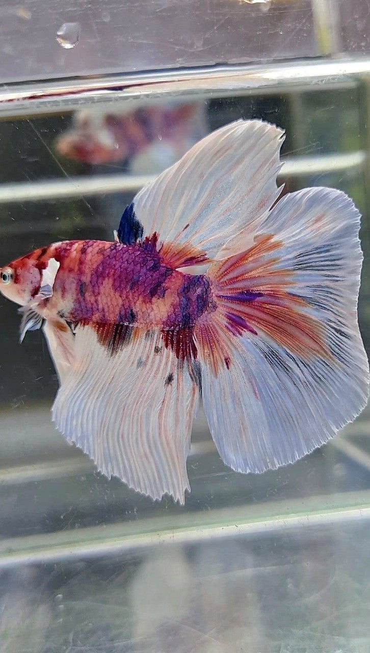 HALFMOON BIG EAR CANDY MULTICOLOR BETTA FISH