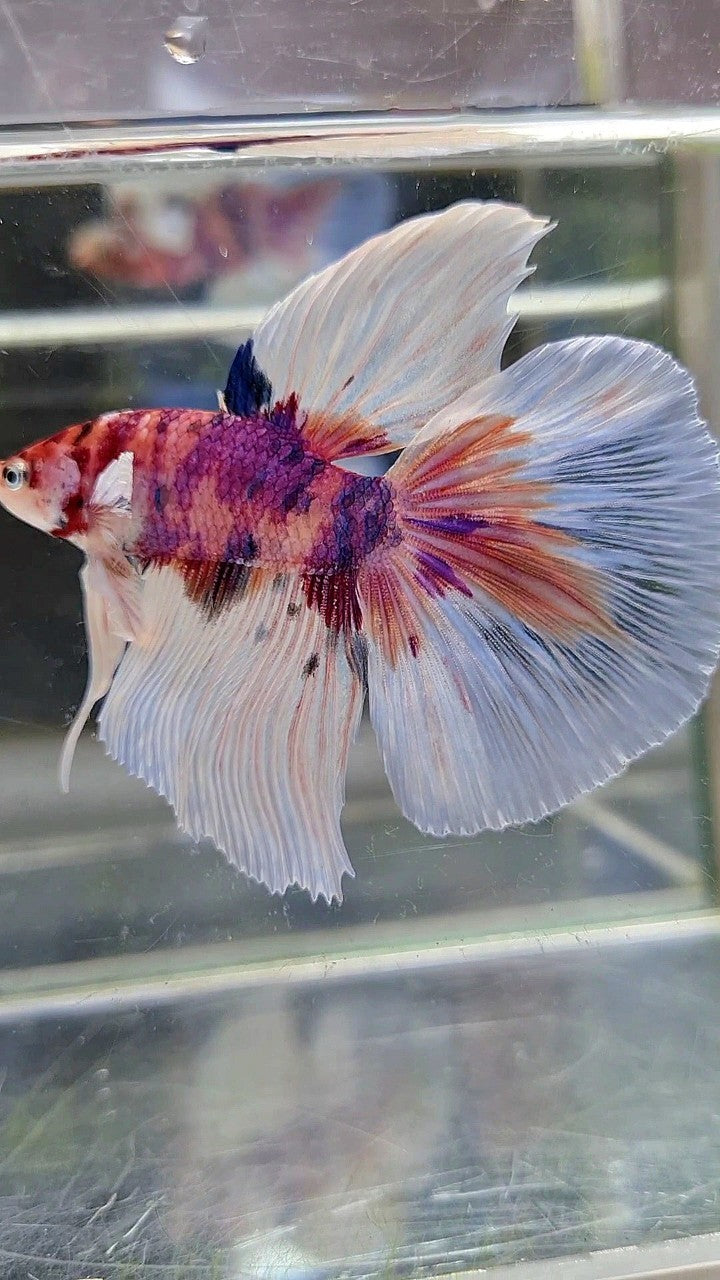 HALFMOON BIG EAR CANDY MULTICOLOR BETTA FISH