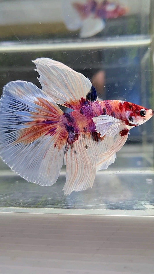 HALFMOON BIG EAR CANDY MULTICOLOR BETTA FISH