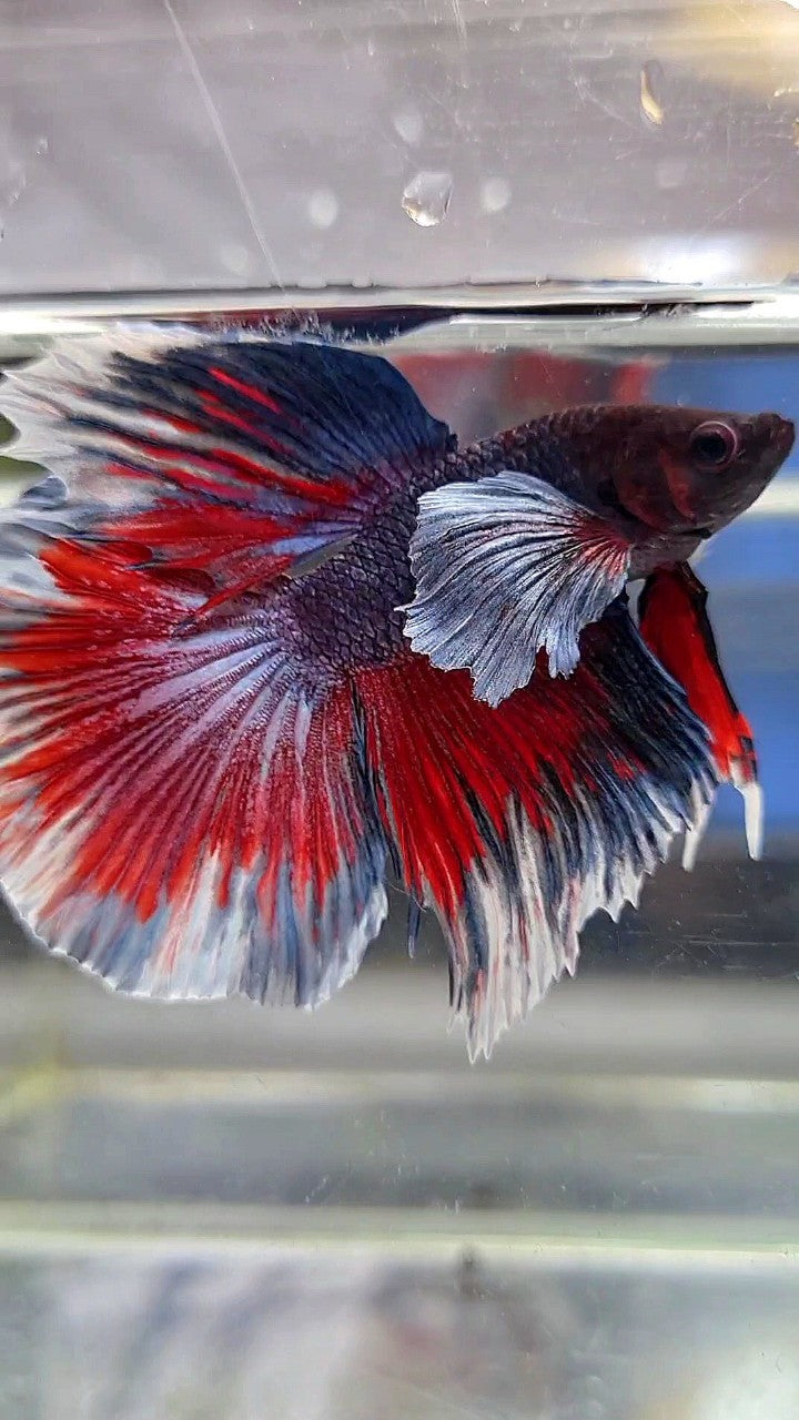 HALFMOON DUMBO EAR DARK PURPLE RED PATTERN BETTA FISH