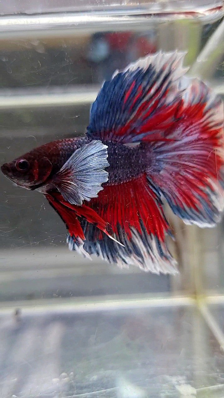 HALFMOON DUMBO EAR DARK PURPLE RED PATTERN BETTA FISH