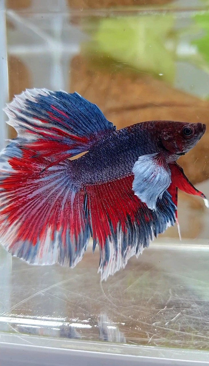 HALFMOON DUMBO EAR DARK PURPLE RED PATTERN BETTA FISH