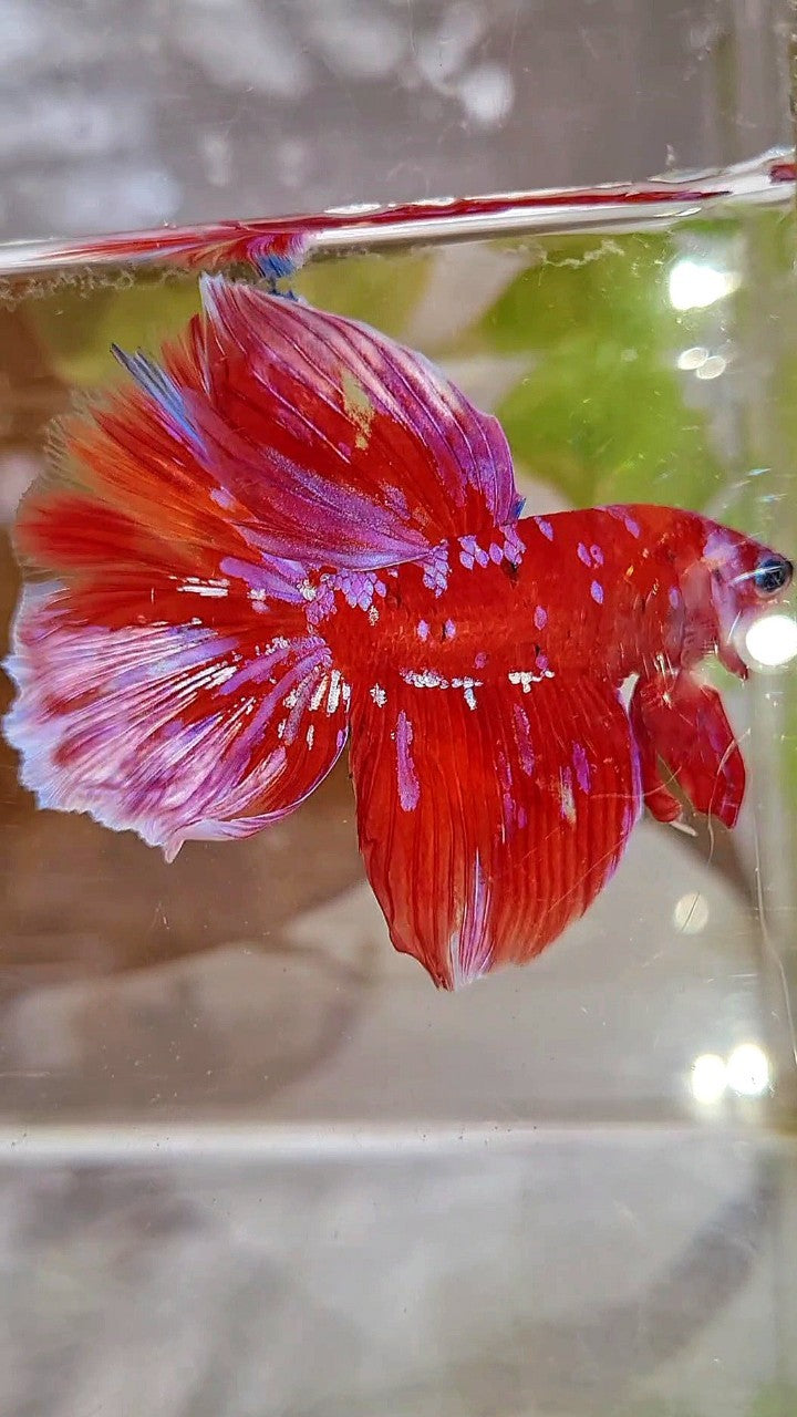 HALFMOON RED PURPLE GALAXY WHITE UNIQUE BETTA FISH