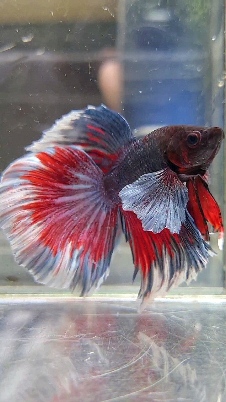 HALFMOON DUMBO EAR DARK PURPLE RED PATTERN BETTA FISH