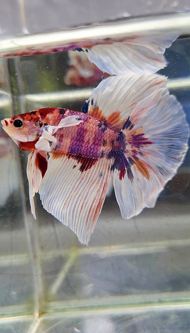 HALFMOON BIG EAR CANDY MULTICOLOR BETTA FISH