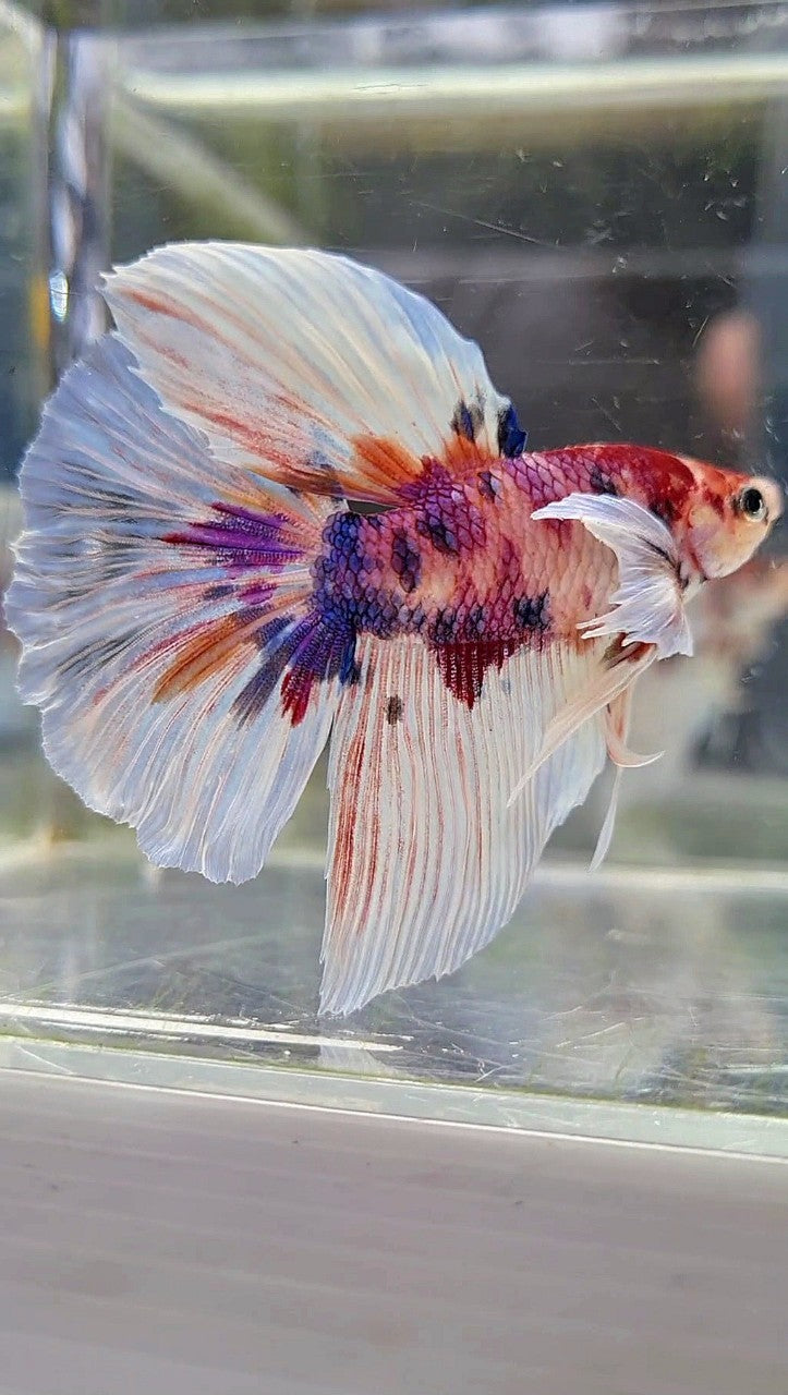 HALFMOON BIG EAR CANDY MULTICOLOR BETTA FISH