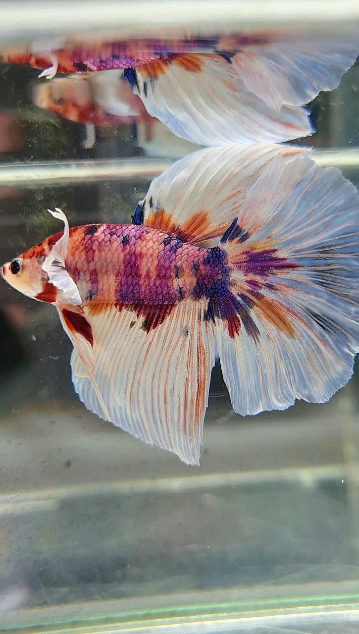 HALFMOON BIG EAR CANDY MULTICOLOR BETTA FISH