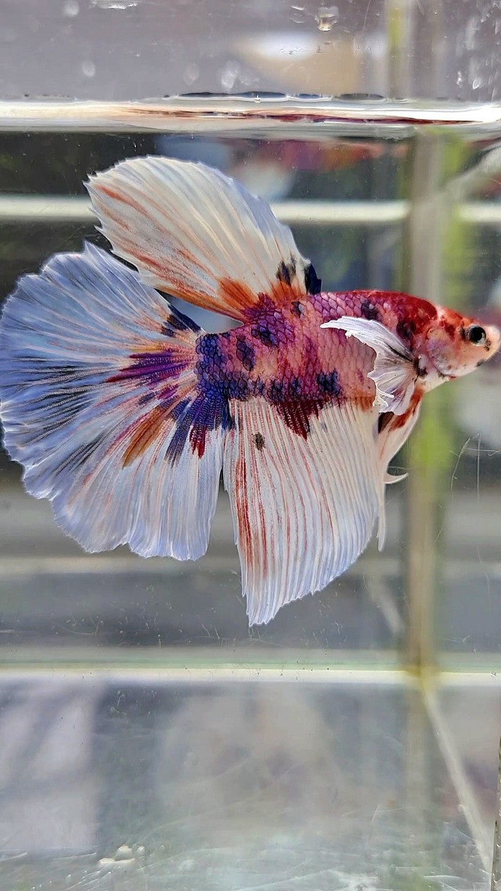 HALFMOON BIG EAR CANDY MULTICOLOR BETTA FISH