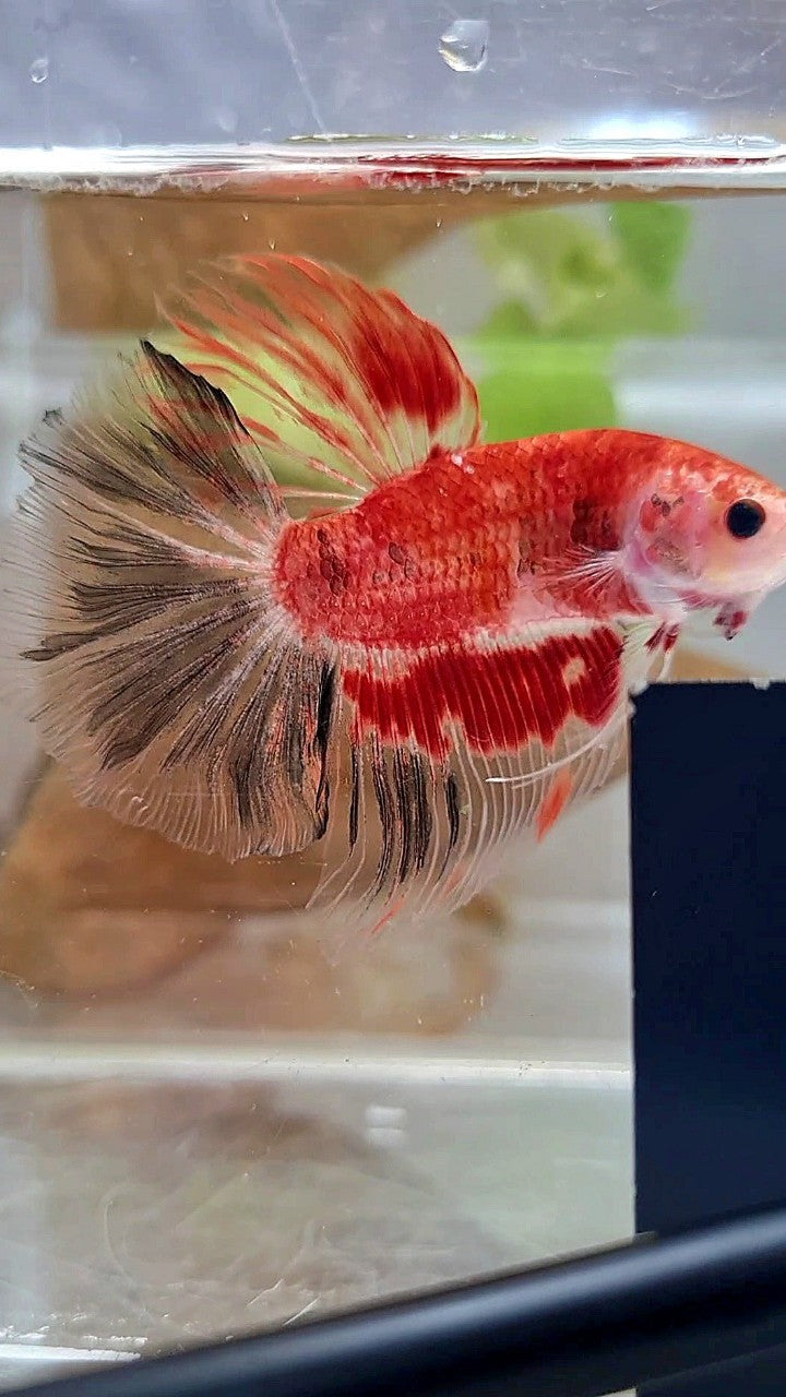 HALFMOON ROSETAIL AOC KOI RED UNIQUE BETTA FISH