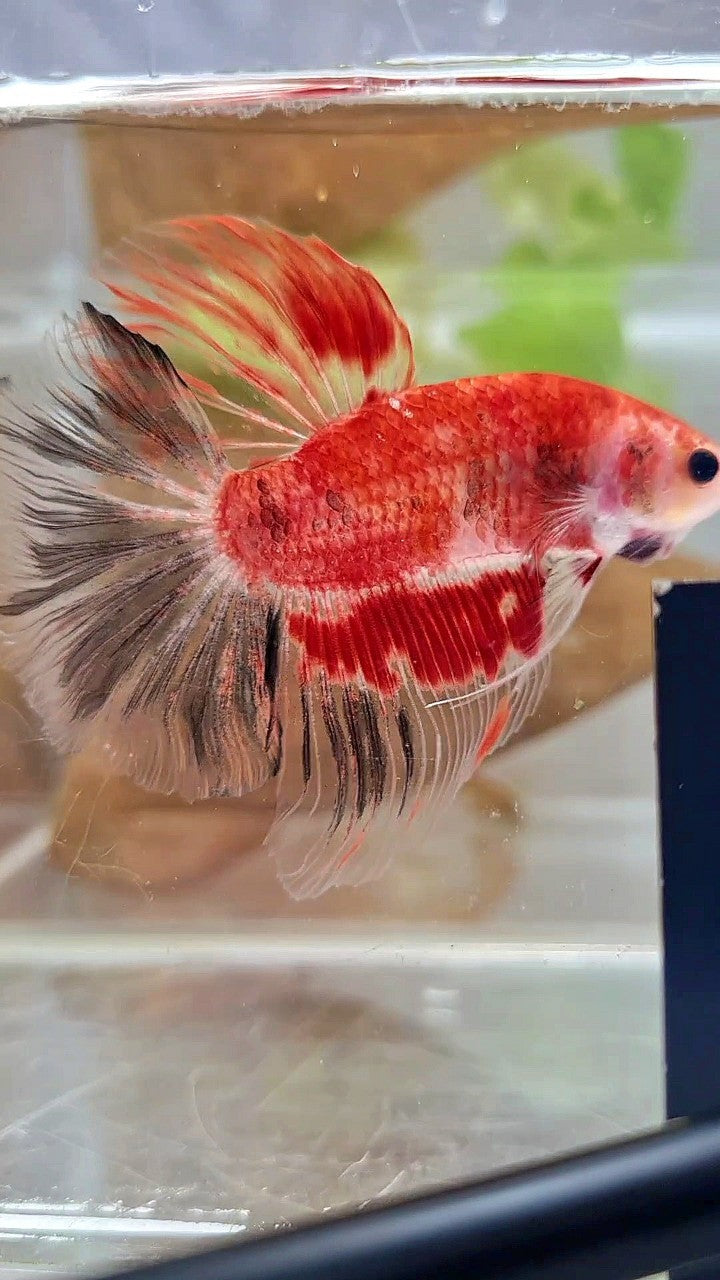 HALFMOON ROSETAIL AOC KOI RED UNIQUE BETTA FISH